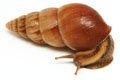 Limicolaria aethiops Tanzania adult